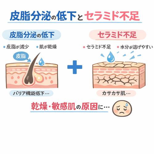 皮脂分泌の低下とセラミド不足によって、肌のバリア機能が低下し、水分が逃げやすくなって乾燥肌になる仕組みを示した図