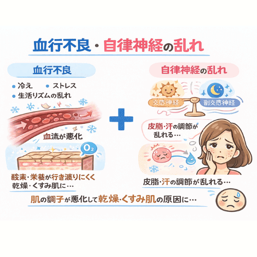 冷えやストレス、生活リズムの乱れによって血行不良と自律神経の乱れが起こり、肌に必要な酸素や栄養が届きにくくなり、乾燥やくすみが生じる仕組みを示した図