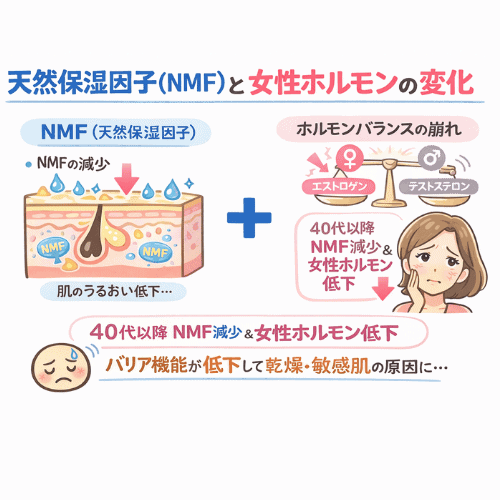 40代以降に天然保湿因子（NMF）が減少し、女性ホルモン（エストロゲン）の低下によって肌のうるおいとバリア機能が低下する仕組みを示した図